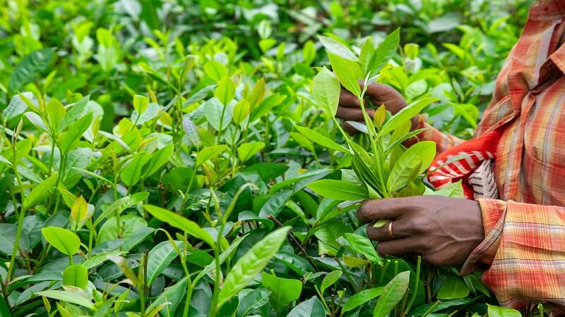 Brewing Opportunity: Why the Tea Industry Is Becoming a Strategic Frontier for Modern Businesses